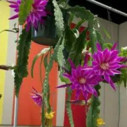 Troca e venda de plantas🌺