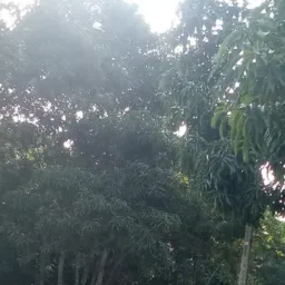 grupo da aldeia Mangal2🥭😇🦜2026