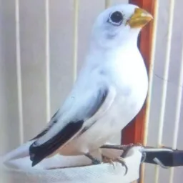 Os criador de casa amarela