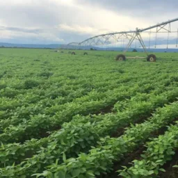 1 FAZENDA CHACARAS FORMOSA GO. DF. E REGIÃO 🤠