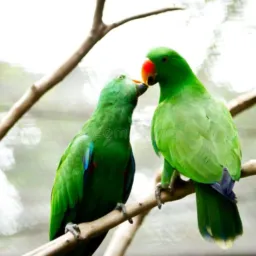 Apaixonados por aves