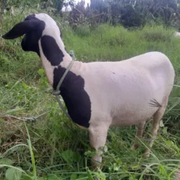 Rifa-se uma ovelha 🐑