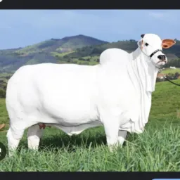 MAFIA DO BOI  ( vendas de produtos para servir o homem do campo , gado , terras etc .)