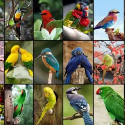 Aves exóticas Goiás