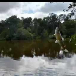 Pescarias querência