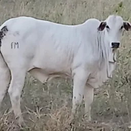 Rifa de uma linda novilha nelore filha de pai p.o muito boa pra criar luxo.mas 400 reas em premio