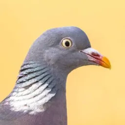 Grupo de pombos 🕊️🕊️ de todas as espécies