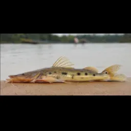 GIRIPOCA PESCA & Camping