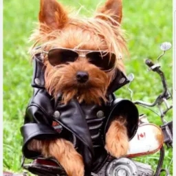 Motoboy informe Rio