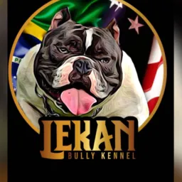 American Bully e exotic Bully