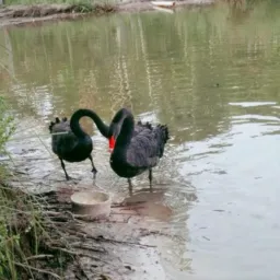 Compras e vendas de aves e animais de barra do garças MT