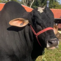 COISAS DO CAMPO