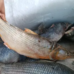 (VENDEMOS) Peixes Do Rio São Francisco 🐟
