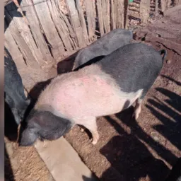 🚨Rifa porca pra churrasco