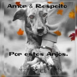 Amigos dos pets notícias e anúncios Jataí