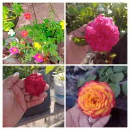 Vende - ser plantas da Vânia 🌸🌺🪴🌵🍀🌻