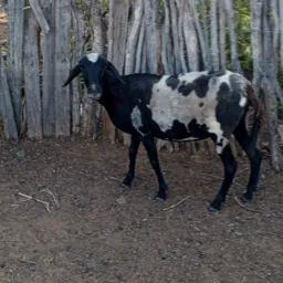 🐑Rifa se Ovelha Santa Inês🐑