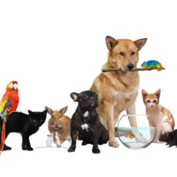 VENDAS E DOAÇÕES DE ANIMAIS E AVES DE MESSIAS