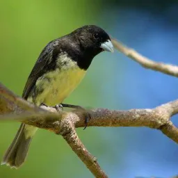 Coleiro DiCas e Manejos 🐦