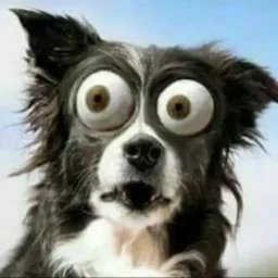 CRENDEUSPAI ZUEIRA 😱