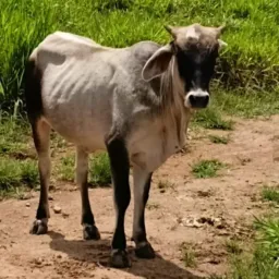 Rifa de uma Bezerra em prol do jucinei Flávio