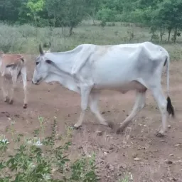Rifa-se uma Novilha + 4 prêmios 🤩