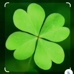 🍀Grupo das rifas venha participar 🤝☘️
