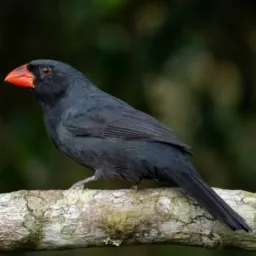 Brick de pássaro de Portão, Ev, Sl, NH e região.🐦
