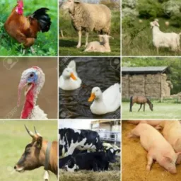 PERNAMBUCO COMPRA e VENDA DE ANIMAIS