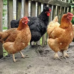 💢GP.DE VENDAS DE GALINHAS E OUTROS.ANIMAIS .SAO MIGUEL E REGIÃO.