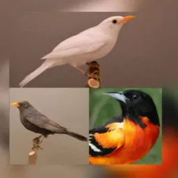 🇸🇲Queimado Engenheiro regiã🇸🇲