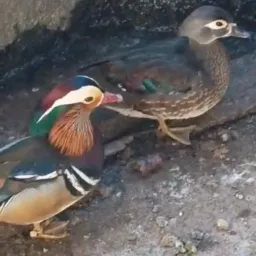 Somente permitida a venda de aves e porcos no grupo 🐓🐦🐰🐂🐴