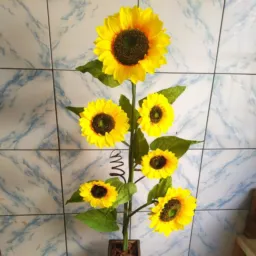 Flores De xique xique 🌵