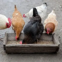 Venda de galinhas,é demais aves de moju