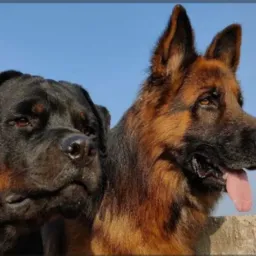 KENNEL PADRÃO ALEMÃO