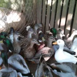 Criador  marreco🦆 e pato paysandun 🪿Ganso 🦢🐓🦃