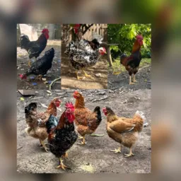 Rifa: ovos de galinha balão sertaneja