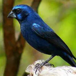 FEIRA PÁSSARO CARUARU REGIÃO 🦜
