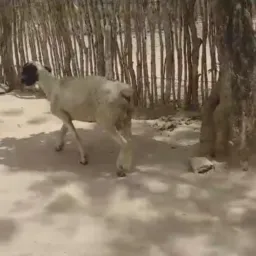 Rifa de um carneiro e uma cabra