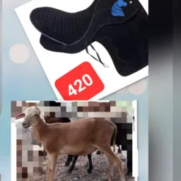 *Rifa-se uma sela, um carneiro e 2 Pix*