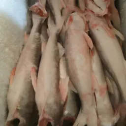 PEIXARIA DEUS É FIEL APUÍ