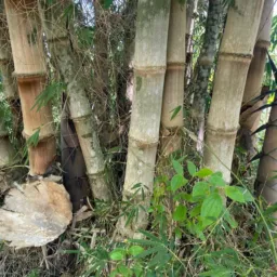 IV Jornada do Bambu 2024