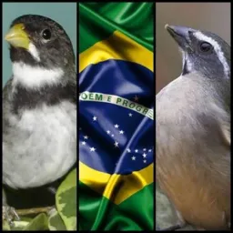 Passarinheiros Sgp e região 🥒🌽🐦🐧