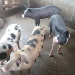 RIFA ENTRE AMIGOS FEDERAL 🍀🍀✅️ PRÊMIO 1 PORCO DE 25KG Ou 450,00 NO PIX