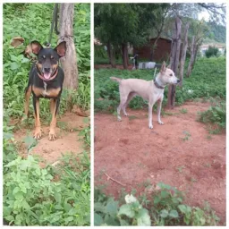 RIFA DE UMA PAREIA DE CACHORRO ACUADOR E CHAMADOR