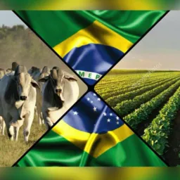 Compra e venda. Norte a Sul 🇧🇷