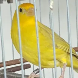 Só os parceiros passarinheiros Joinville araquari e região 🫡
