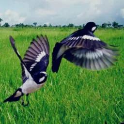QUALQUER TIPO DE PÁSSAROS SENADOR CANEDO E REGIÃO 🕊️🦜🕊️