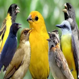 🦜Passarinheiros.. SCC. Região