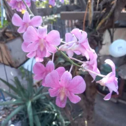 Compra e venda de Plantas